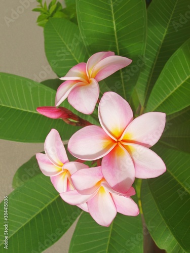 Vertical frame, photo of pink yellow flowers of fragrant Plumeria with leaves. Flowers romantic composition for Valentine Day text. Macro, close-up, isolated image. Beautiful gentle flowers. 