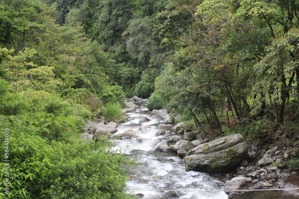 river in the forest river in the forest