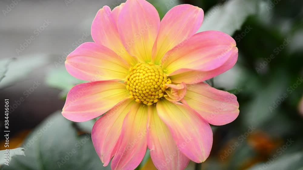 close up of pink dahlia flower close up of pink dahlia flower