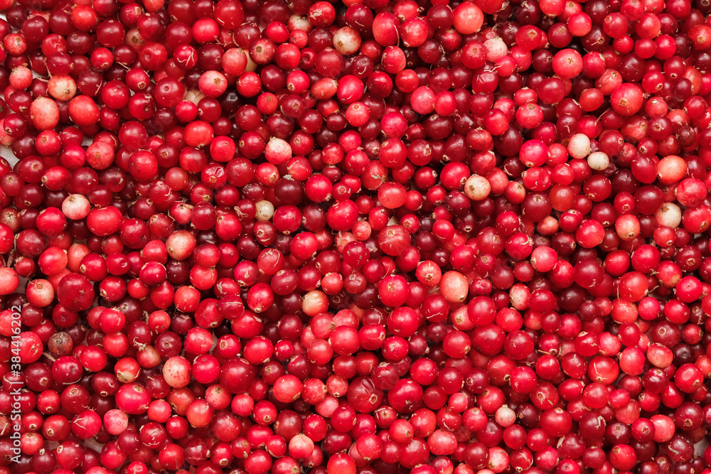 Cranberry. Oxycoccus. Cranberry background. Harvest. Cranberry. Oxycoccus. Cranberry background. Harvest.