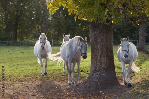 Fototapeta Naklejka Na Ścianę i Meble -  white horse