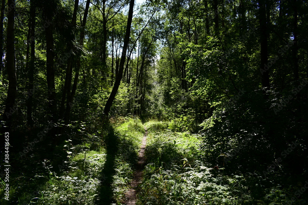 Obraz premium sun rays in the forest