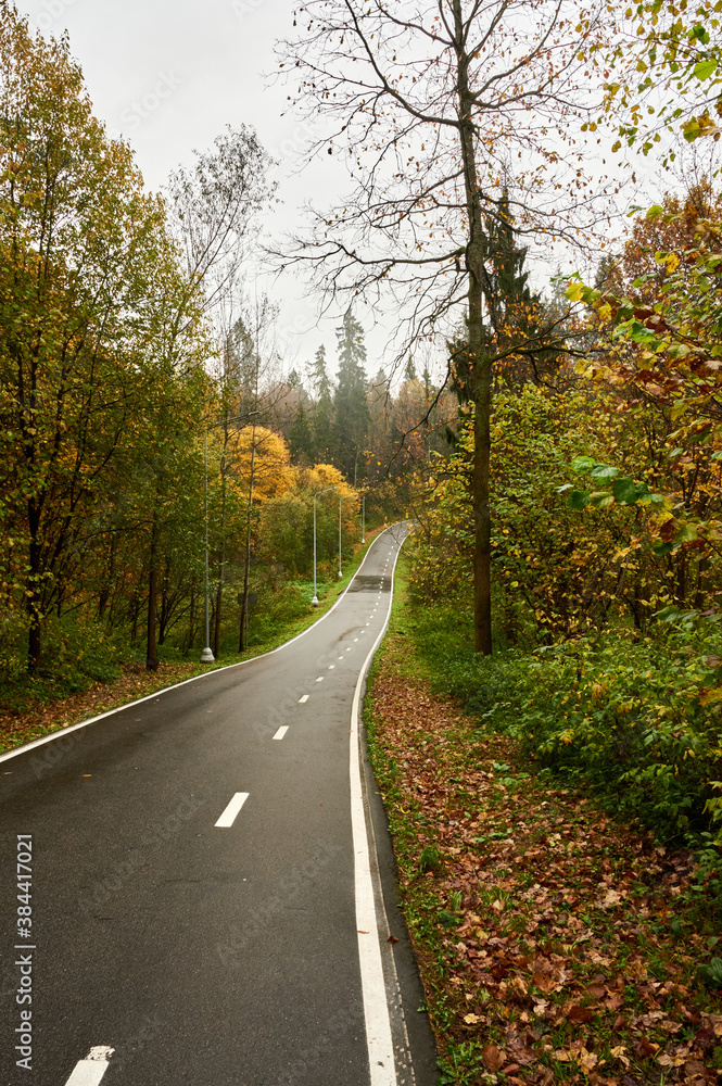 wet asphalt road in wild autumn forest