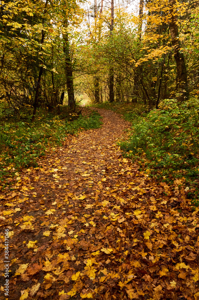 forest path in the autumn forest covered with autumn fallen leaves forest path in the autumn forest covered with autumn fallen leaves