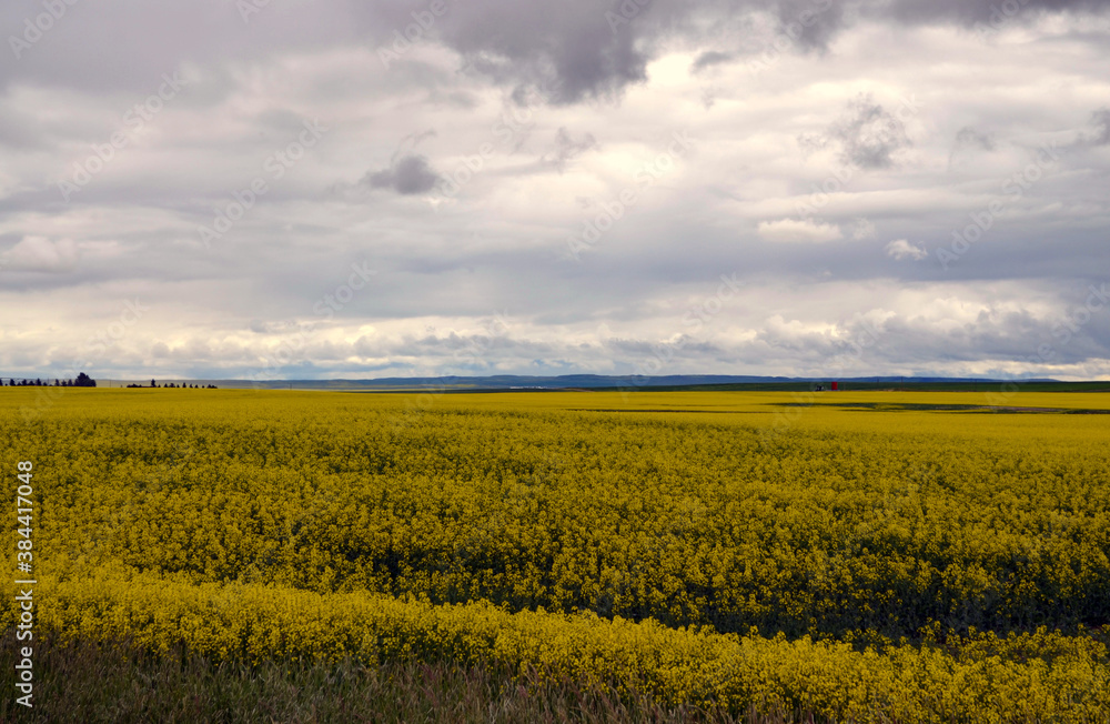 Alberta, Canada - Yellow Fields by Highway 5 to Lethbridge