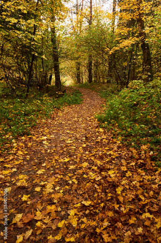 forest path in the autumn forest covered with autumn fallen leaves