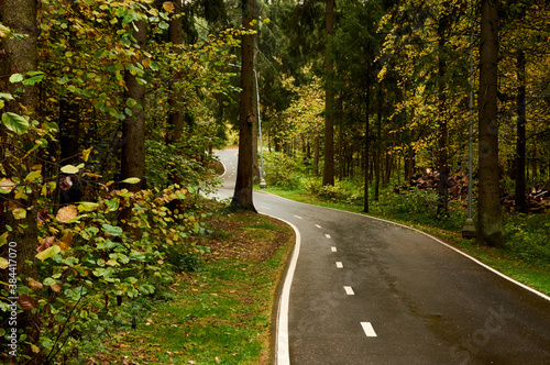 wet asphalt road in wild autumn forest