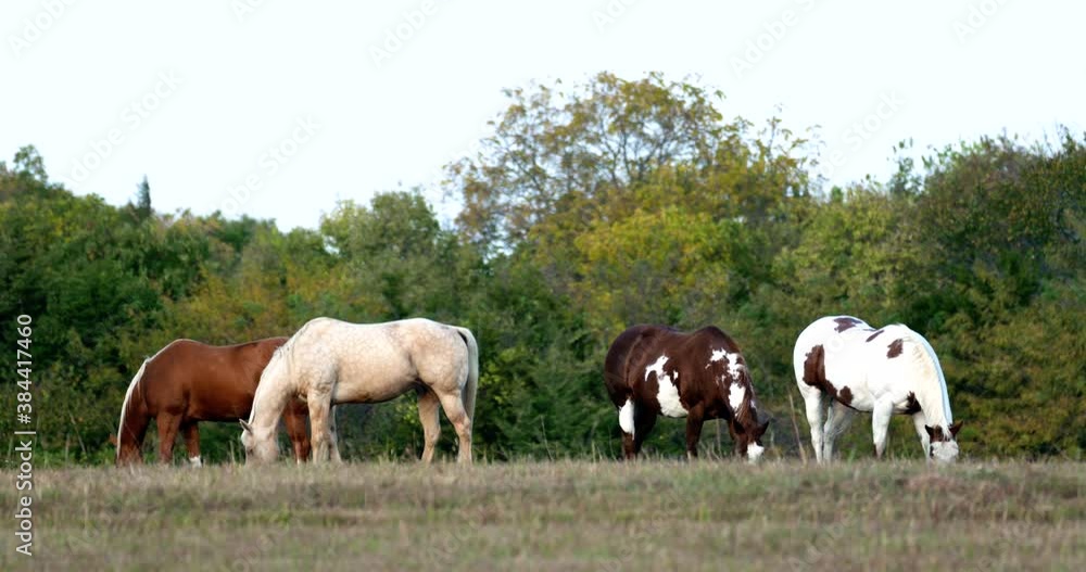 four horses divide into two groups while grazing at sunset four horses divide into two groups while grazing at sunset