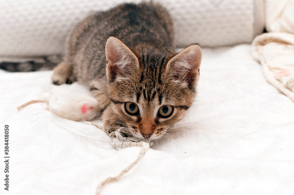 adorable tabby brown kitten playing with white mouze toy on blanket on bed
