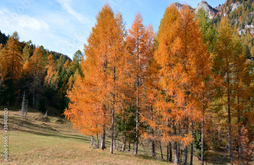 the splendid colors of autumn in the Dolomites