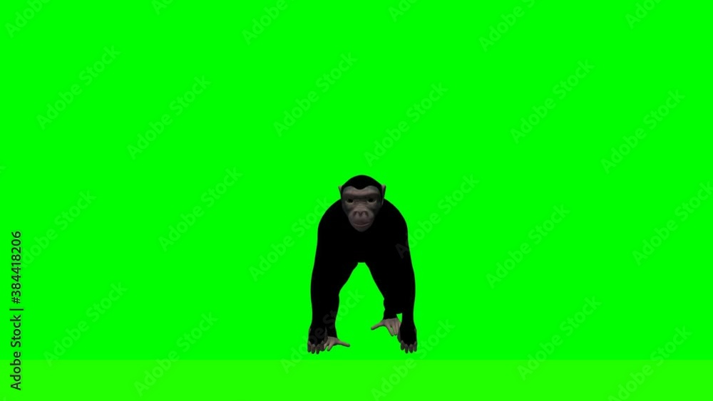 Chimpanzee walking on green screen. Chimpanzee walking on green screen.