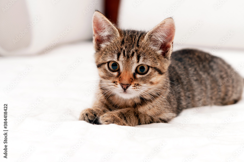 soft focus of cute tabby brown stripped cat on white blanket on bed lying and looking at camera