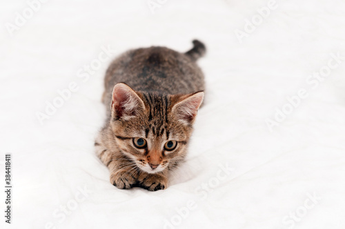 selective focus of cute tabby brown kitten on white background with copy space