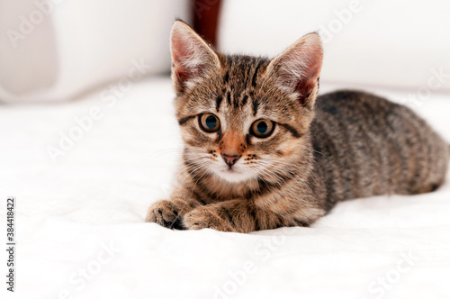 soft focus of cute tabby brown stripped cat on white blanket on bed lying and looking at camera © Viktoriia