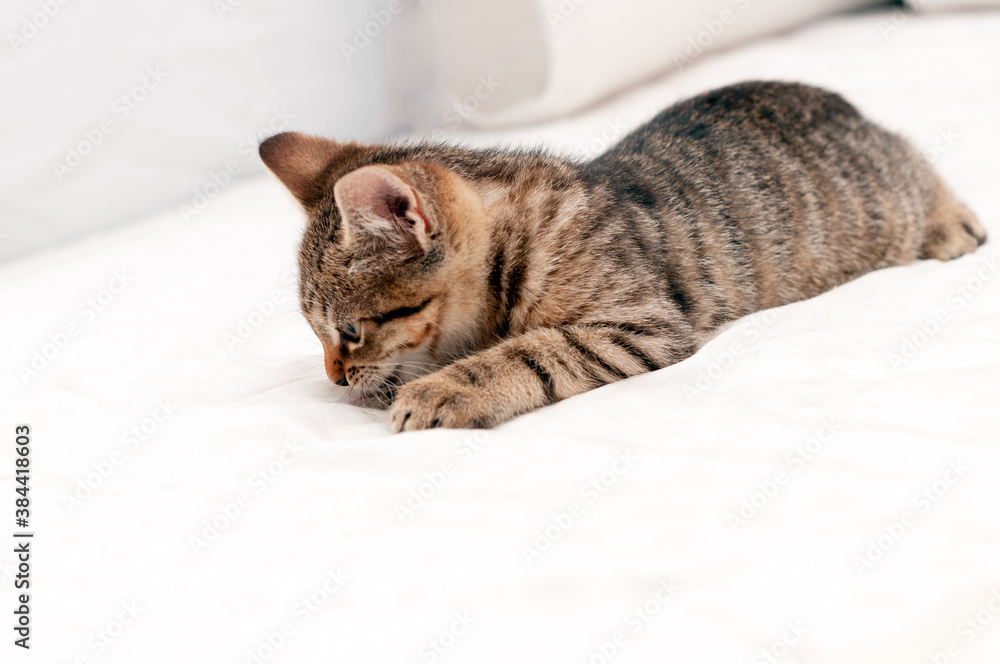 soft focus of cute tabby brown kitten on white blanket on bed