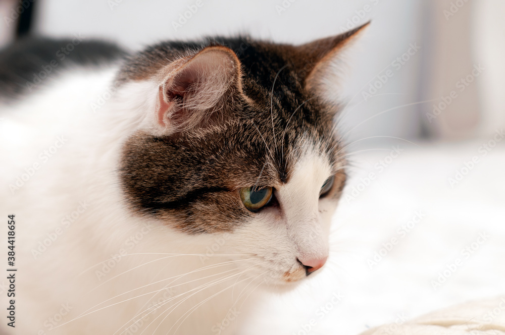 soft focus of cute brown with white cat muzzle on blanket at home