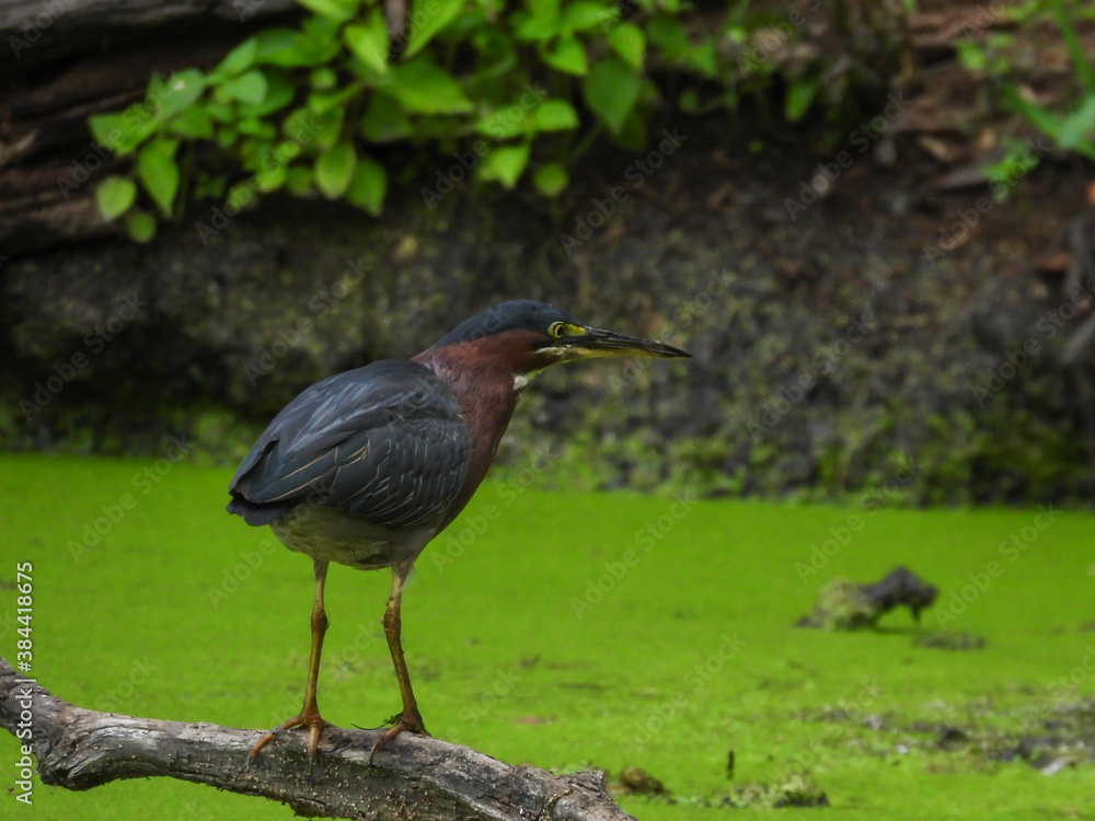 Green Heron Bird Stands on Dead Tree Branch Hovering Over Algae Pond Hunting for Fish with Green Foliage Along Pond Shore in Background Green Heron Bird Stands on Dead Tree Branch Hovering Over Algae Pond Hunting for Fish with Green Foliage Along Pond Shore in Background