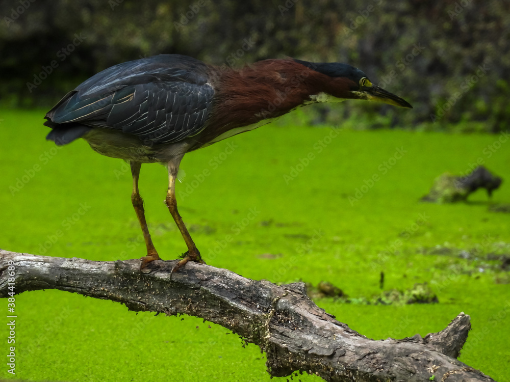 Fototapeta premium Green Heron Bird with Outstretched Neck Hunting for Fish in Algae Pond from a Broken Tree Branch