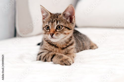 selective focus of cute tabby brown cat on white blanket on bed lying and looking away