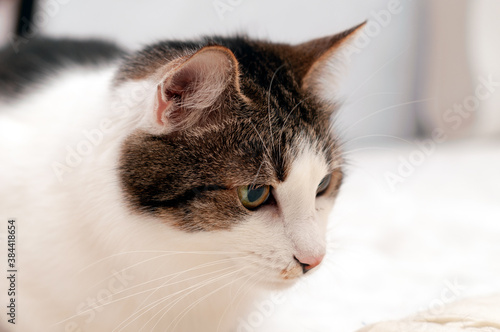 soft focus of cute brown with white cat muzzle on blanket at home © Viktoriia