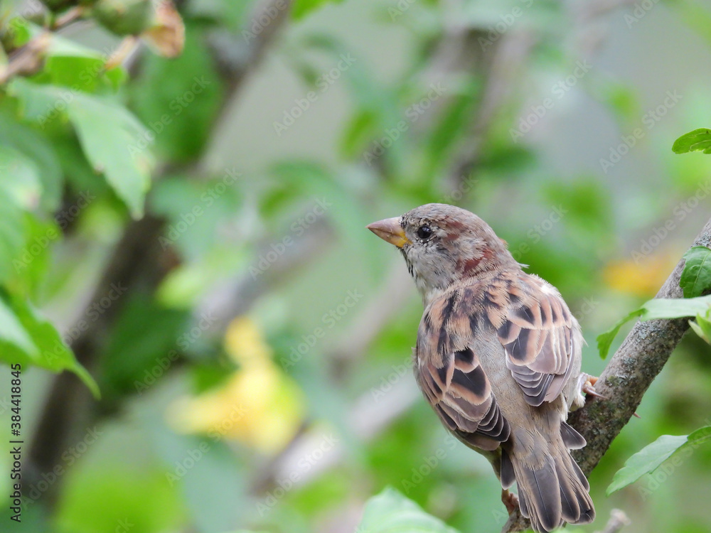 Young Sparrow Bird View from Back Looking Sideways with Blurred Green Foliage in Background Young Sparrow Bird View from Back Looking Sideways with Blurred Green Foliage in Background
