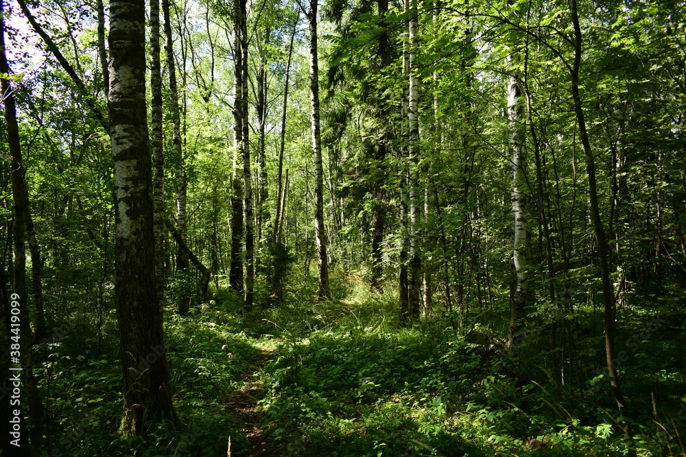 forest in the morning forest in the morning