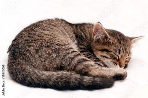 selective focus of cute brown tabby cat curled up into a ball and slipping on white blanket on bed