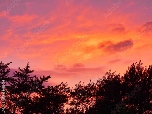 Spectacular Orange, Red and Purple Sunset Sky Over Group of Maple Trees Silhouette on a Warm Summer Night