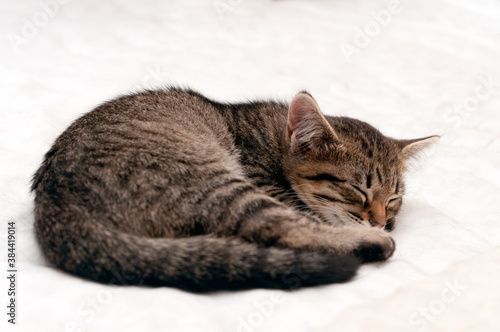 selective focus of adorable brown tabby stripped cat curled up into a ball and slipping on white blanket on bed