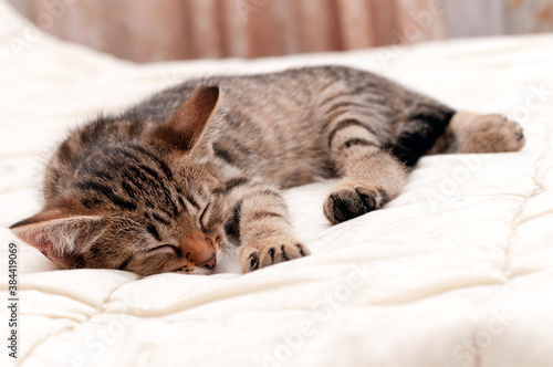 soft focus of cute brown tabby stripped cat with closed eyes sleeping on white blanket on bed