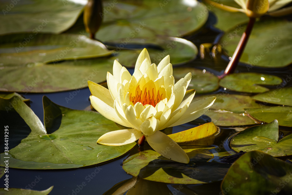 Beautiful flower of yellow water lily in the afternoon Beautiful flower of yellow water lily in the afternoon