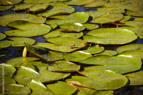 Frogs on water lily leaves bask in the setting sun
