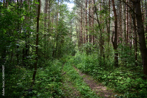 path in the forest