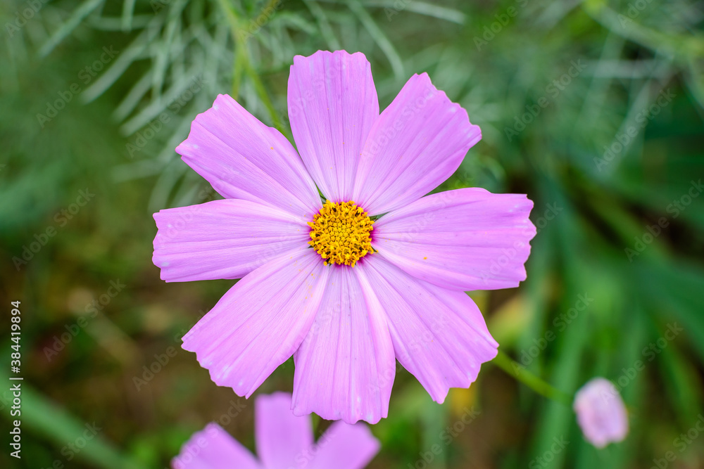 One delicate vivid pink flower of Cosmos plant in a British cottage style garden in a sunny summer day, beautiful outdoor floral background photographed with soft focus. One delicate vivid pink flower of Cosmos plant in a British cottage style garden in a sunny summer day, beautiful outdoor floral background photographed with soft focus.