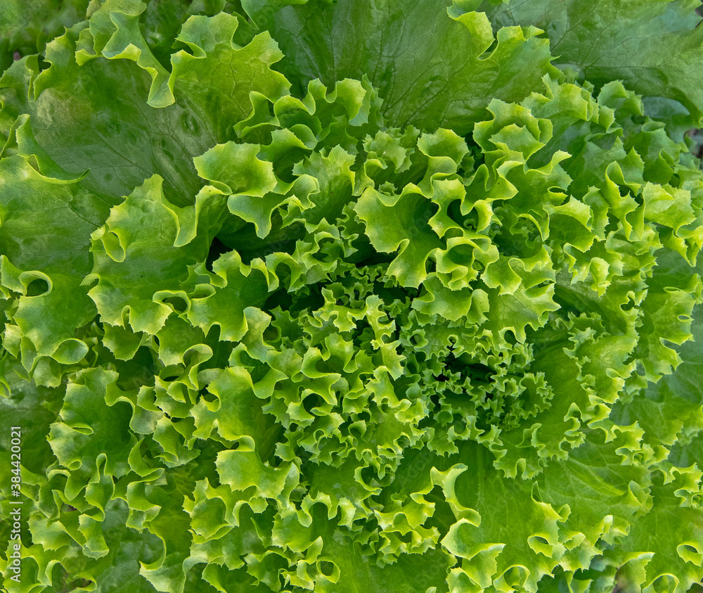 Fresh curly lettuce in the greenhouse Fresh curly lettuce in the greenhouse