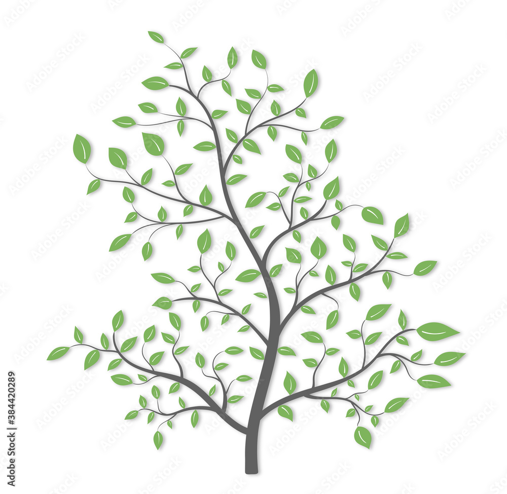 Isolated tree with green leaves on a white background Isolated tree with green leaves on a white background