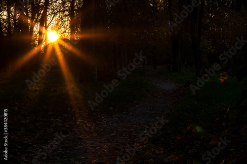 Sun setting light in park © janzwolinski