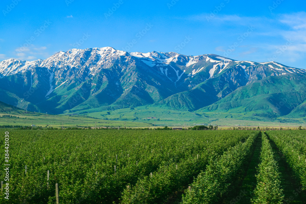 Plantation near the mountains. South of Kazakhstan