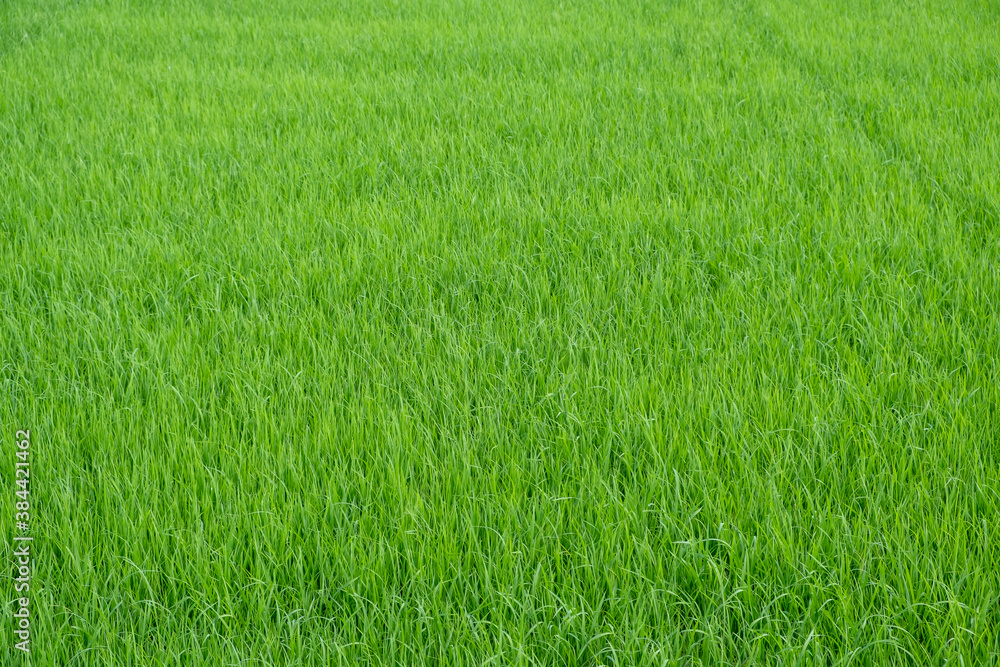 Green rice plants in the fields