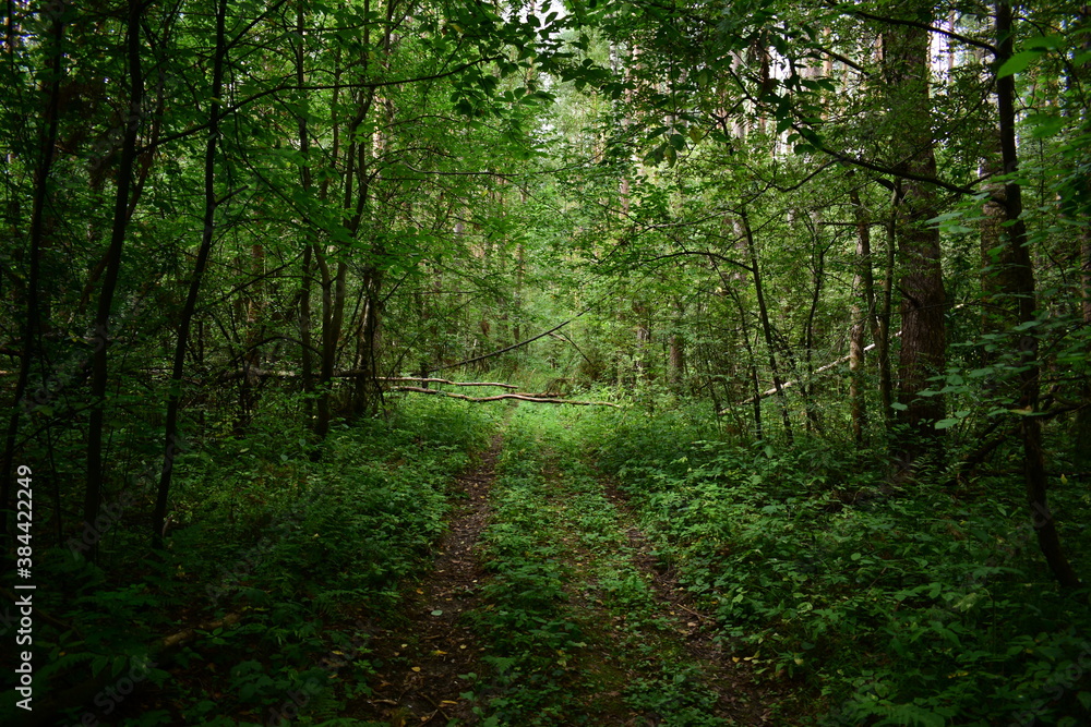 footpath in the woods footpath in the woods