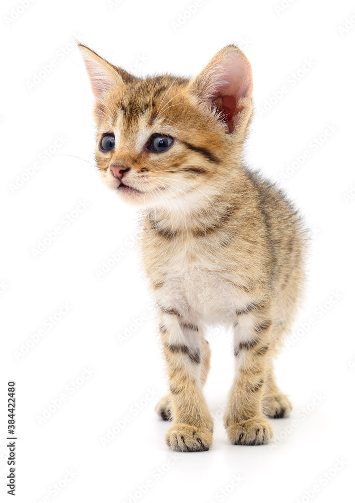 Obraz premium Kitten on white background.