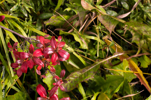 Rhododendron subsect, Ledum branches and leaves in autumn red colors, close-up, blurred green background. Bright autumn colors. photo