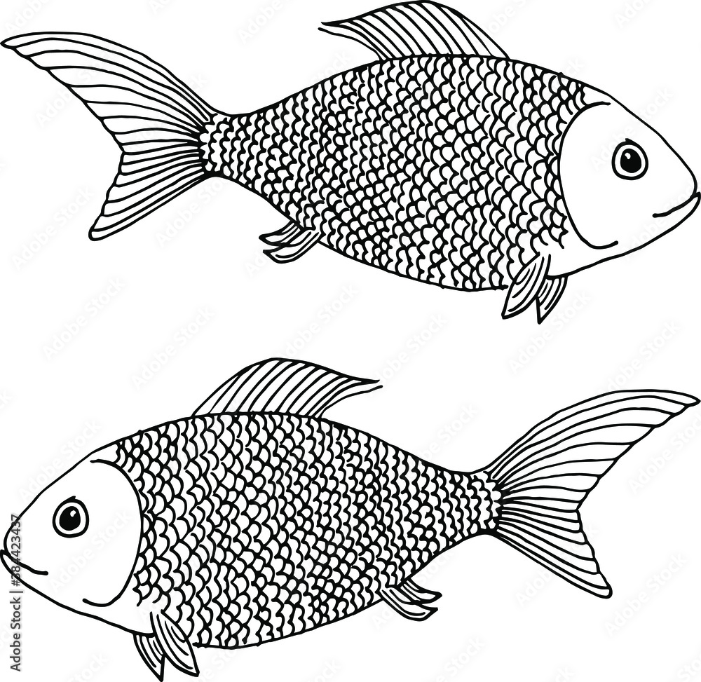 Two fish drawn lines. River fish with lots of scales. Crucians with fins.  Coloring for kids. River fishing. Stock Vector