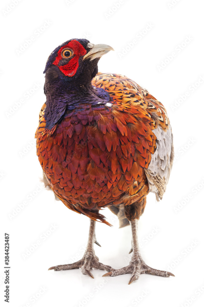 Fototapeta premium One big pheasant.
