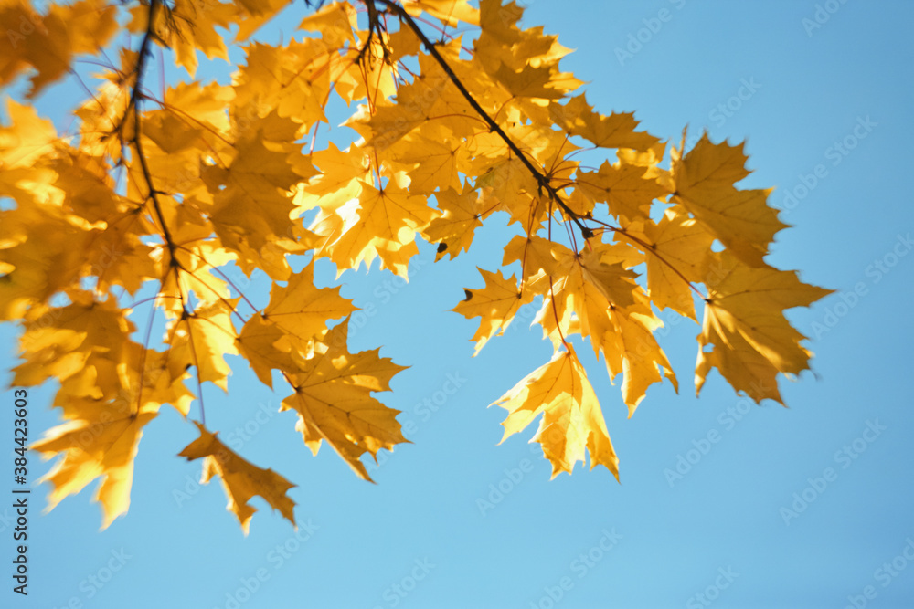 yellow maple leaves on branches on background of autumn sky. yellow maple leaves on branches on background of autumn sky.