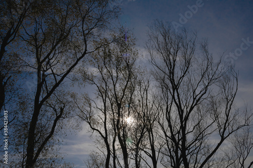 bare trees and sky