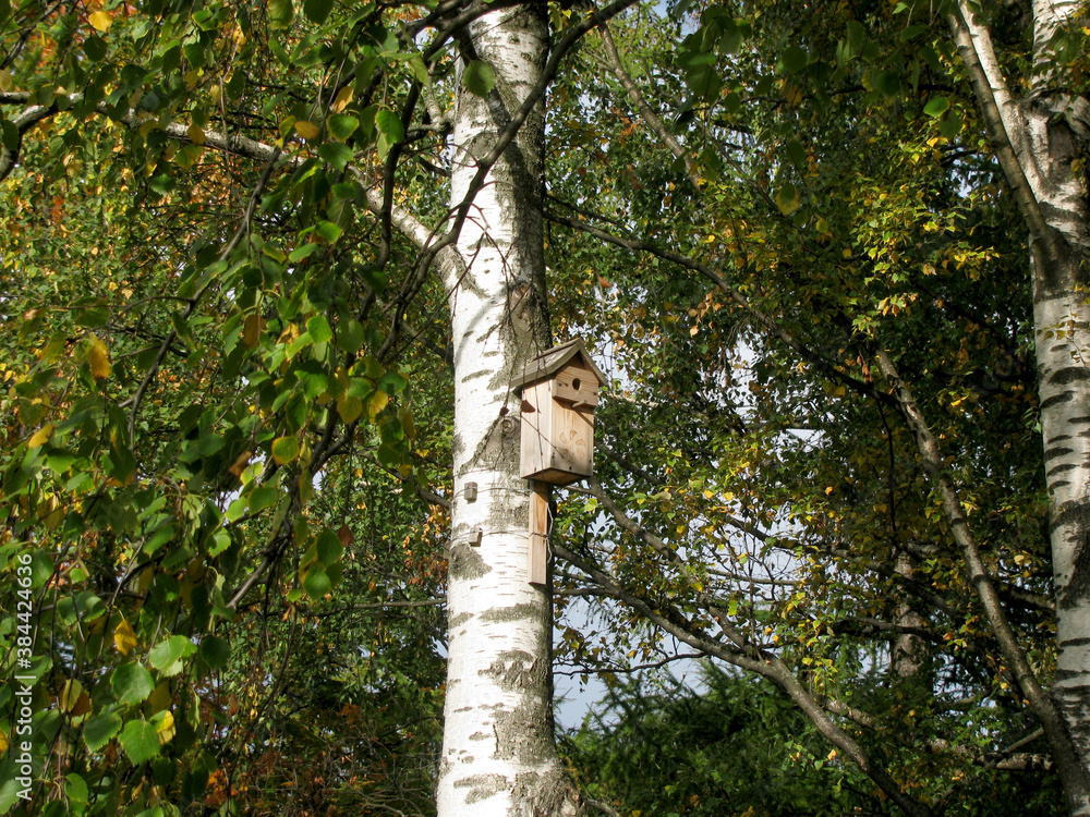 Fototapeta premium Birdhouse on a birch tree on a Sunny autumn day.