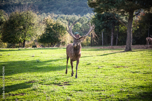 Buck in focus with big antlers