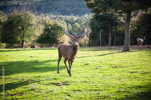 Buck in focus with big antlers