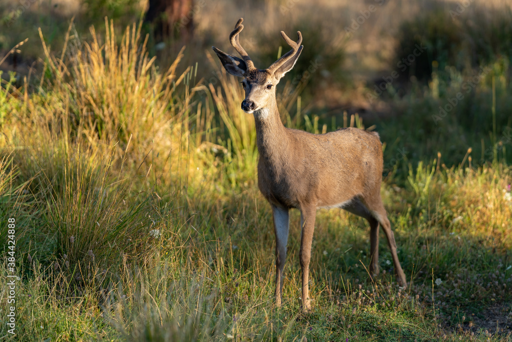 White-tailed Deer Buck with Antlers. White-tailed Deer Buck with Antlers.